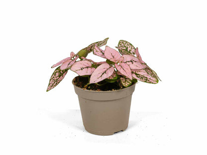 Hypoestes Phyllostachya Polka Dot Plant with red pink and white spotted leaves