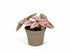 Hypoestes Phyllostachya Polka Dot Plant with red pink and white spotted leaves