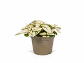 Polka Dot Plant, perfect for a terrarium or as a houseplant