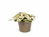 Polka Dot Plant, perfect for a terrarium or as a houseplant