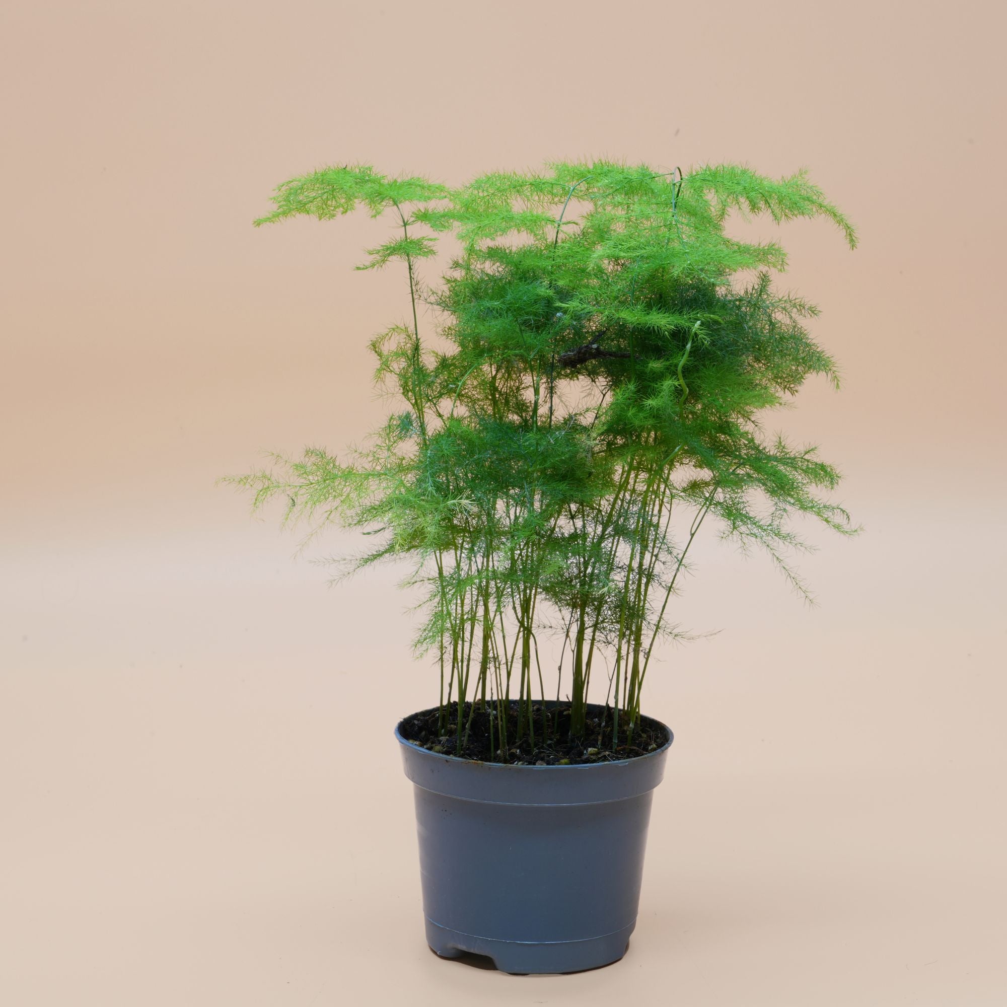 Asparagus Plumosus ◦ Asparagus Fern ◦  Terrarium Plant
