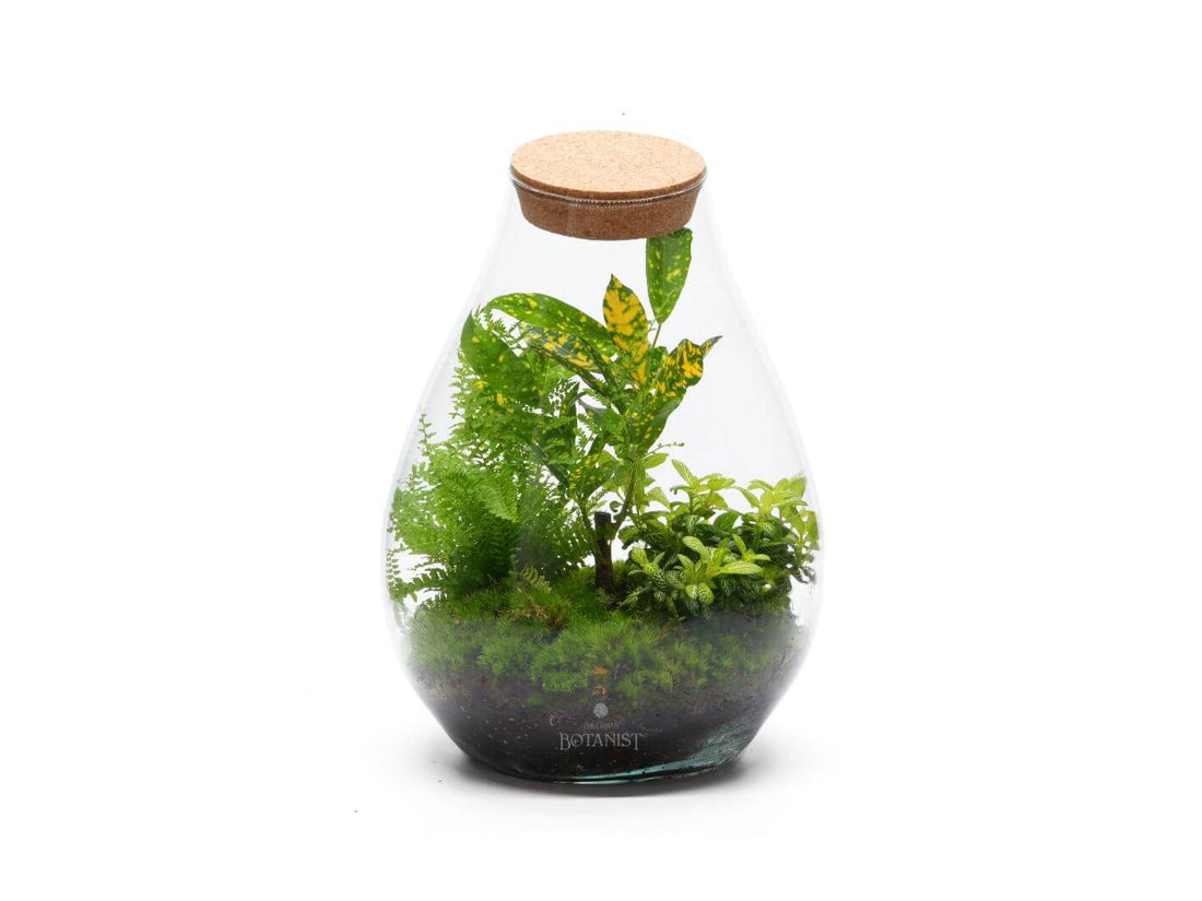 Low Maintenance Terrariums