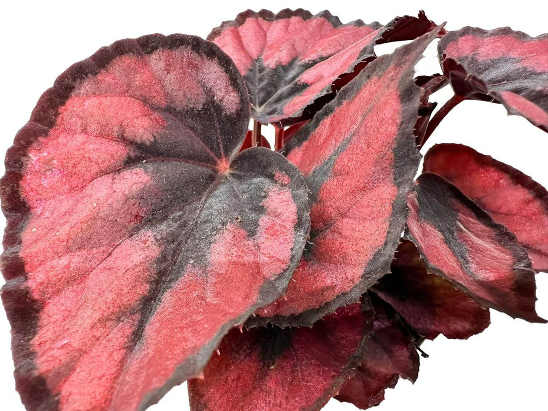 Close-up of Begonia Rex Red Kiss dramatic dark centre foliage