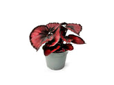 Begonia Rex Red Kiss with velvety burgundy and silver leaves