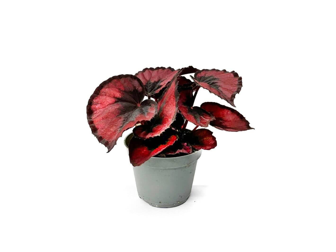 Begonia Rex Red Kiss with velvety burgundy and silver leaves