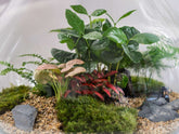 plants-suitable-for-terrarium