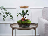 large-bonsai-terrarium