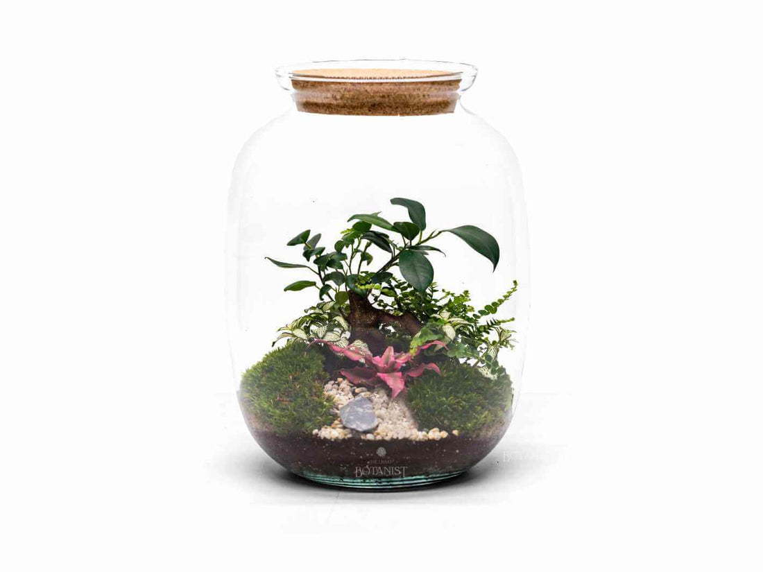 Bonsai planted terrarium