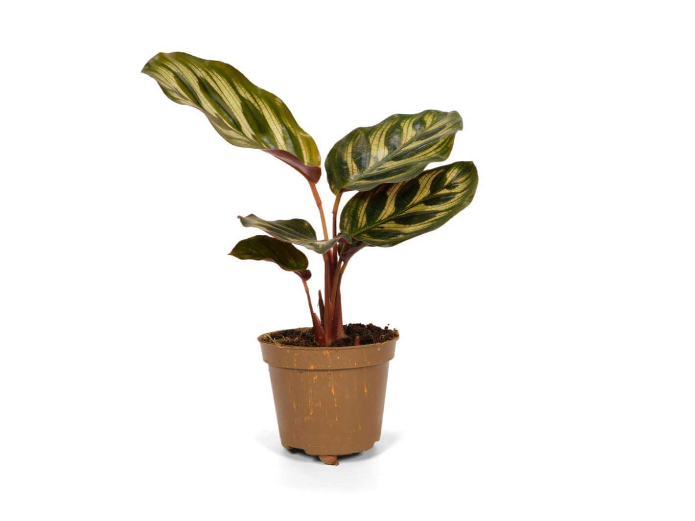 Calathea Makoyana Peacock Plant with intricate green and silver patterned leaves