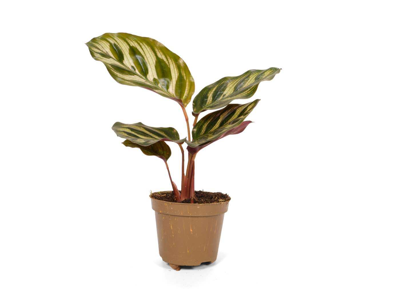 calathea makoyana as a houseplant