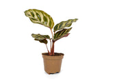 calathea makoyana as a houseplant