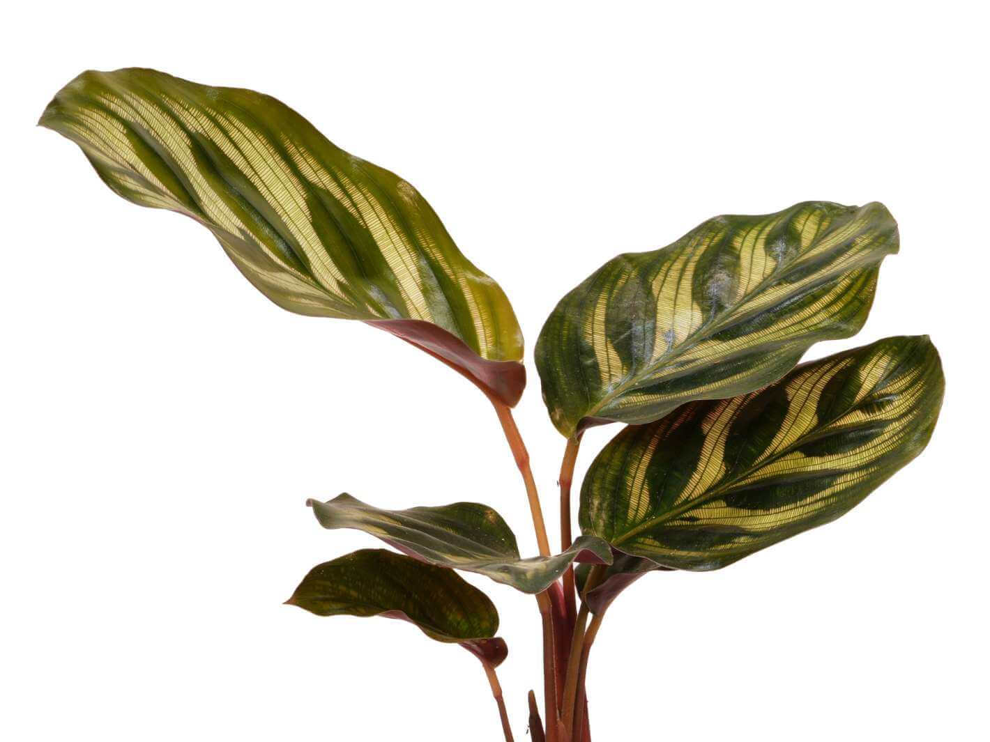 Calathea Makoyana as a low light houseplant indoors