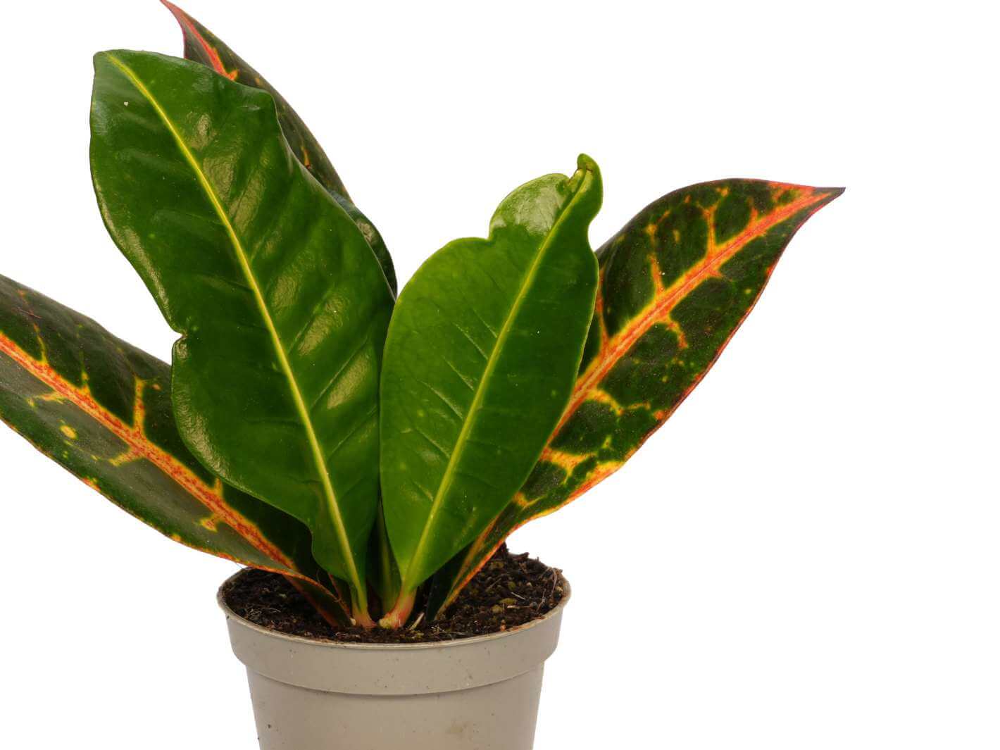 Codiaeum Petra as a bright indoor houseplant