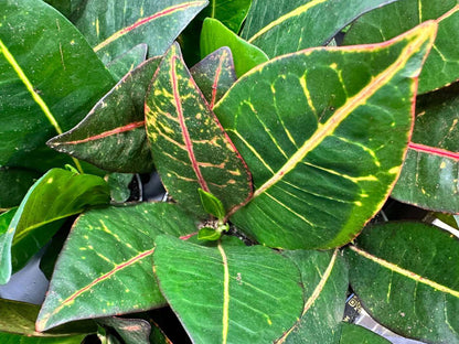 Close-up of Codiaeum Petra colourful glossy foliage