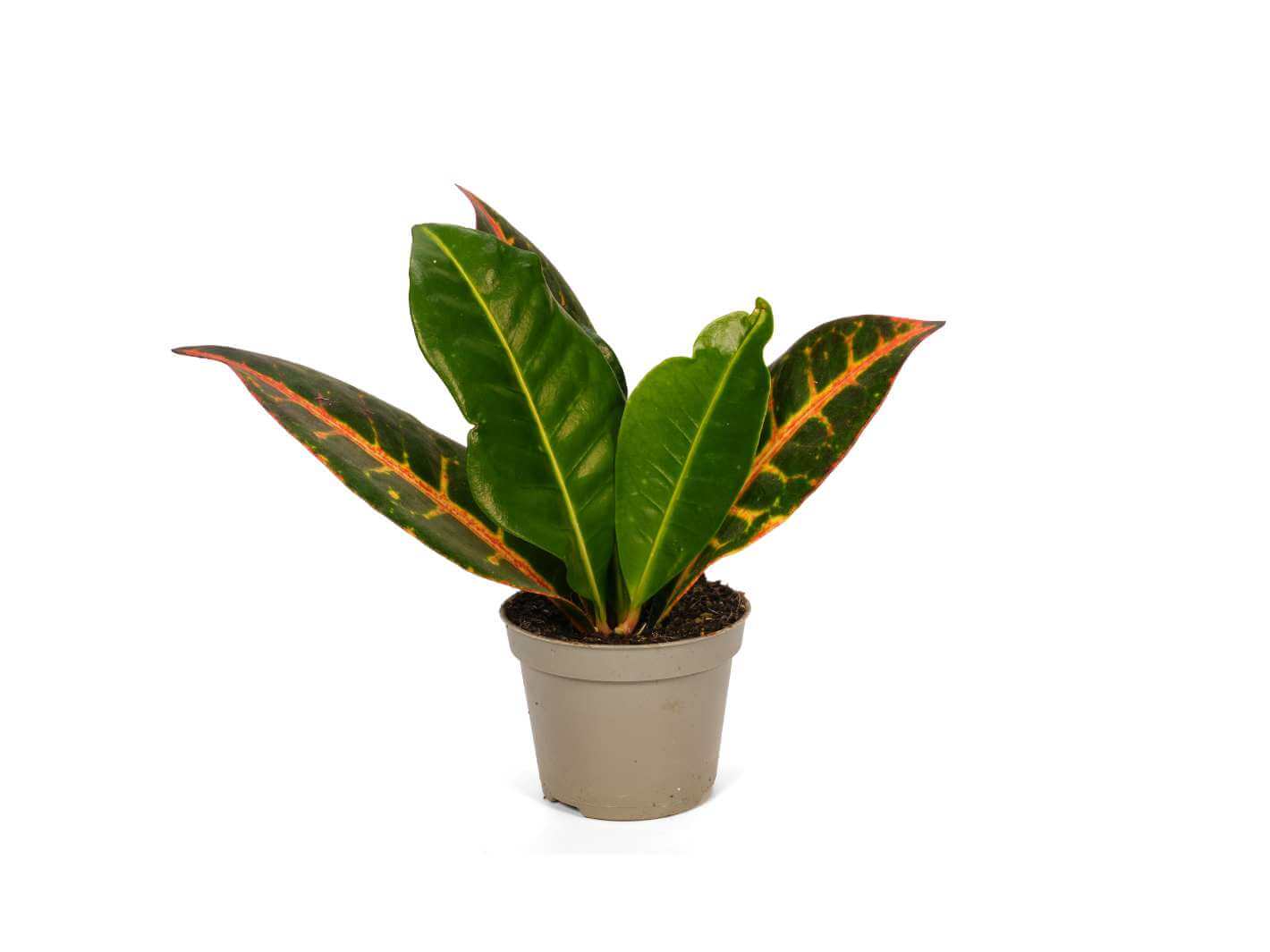 Codiaeum Petra Croton Plant with bold green yellow orange and red leaves