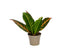 Codiaeum Petra Croton Plant with bold green yellow orange and red leaves