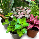 Variety of terrarium plants in assorted pots, perfect mix for closed terrariums and indoor décor.