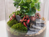 terrarium-kit-for-adults