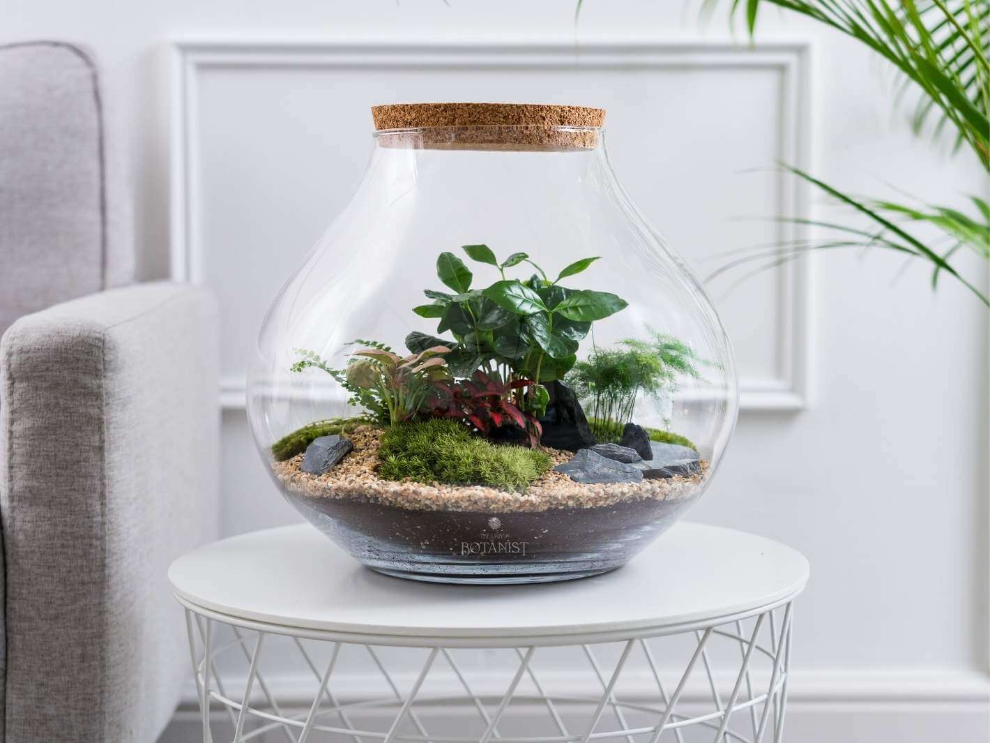 moss-for-terrarium-uk