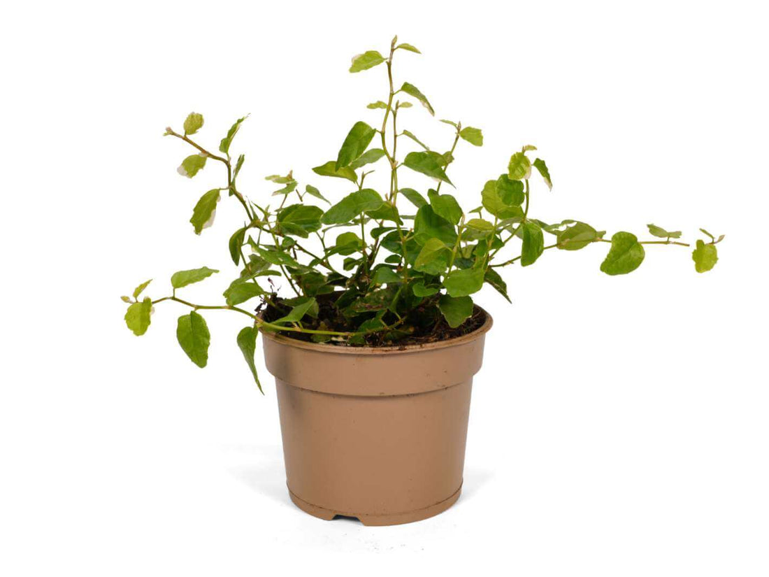 Ficus Pumila Sunny Creeping Fig with variegated green and yellow leaves