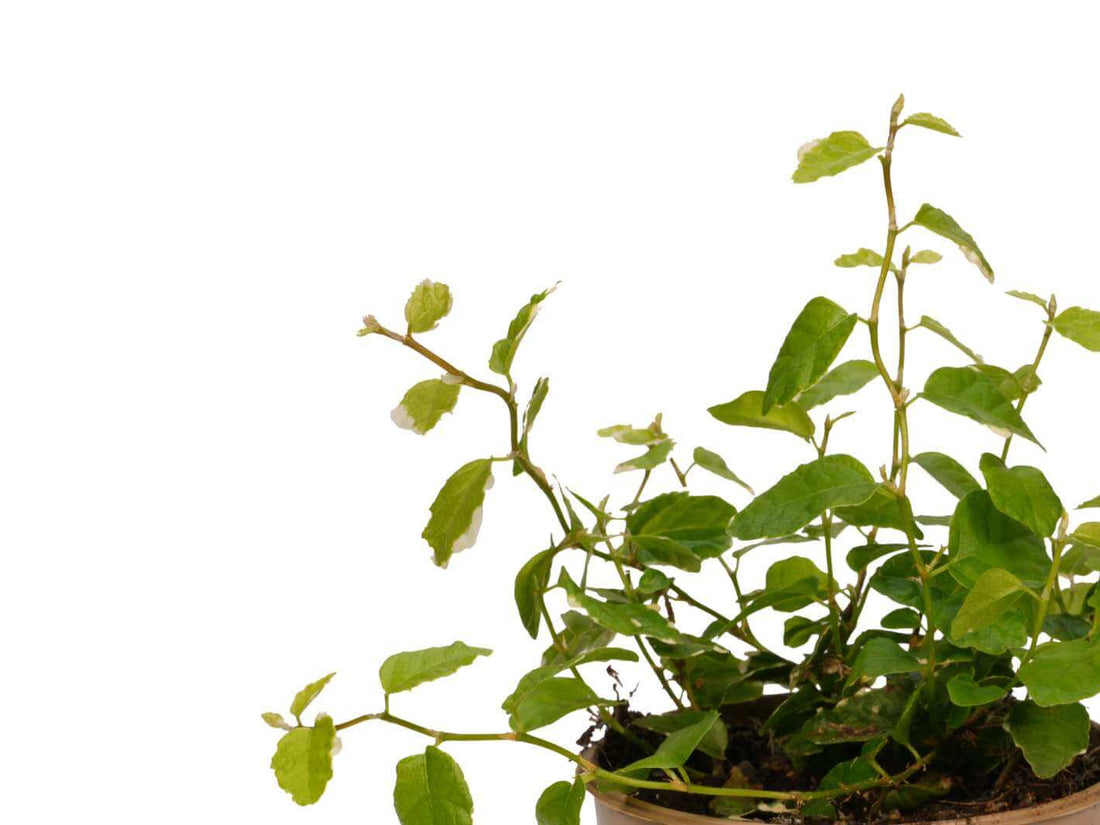 Close-up of Ficus Pumila Sunny variegated foliage