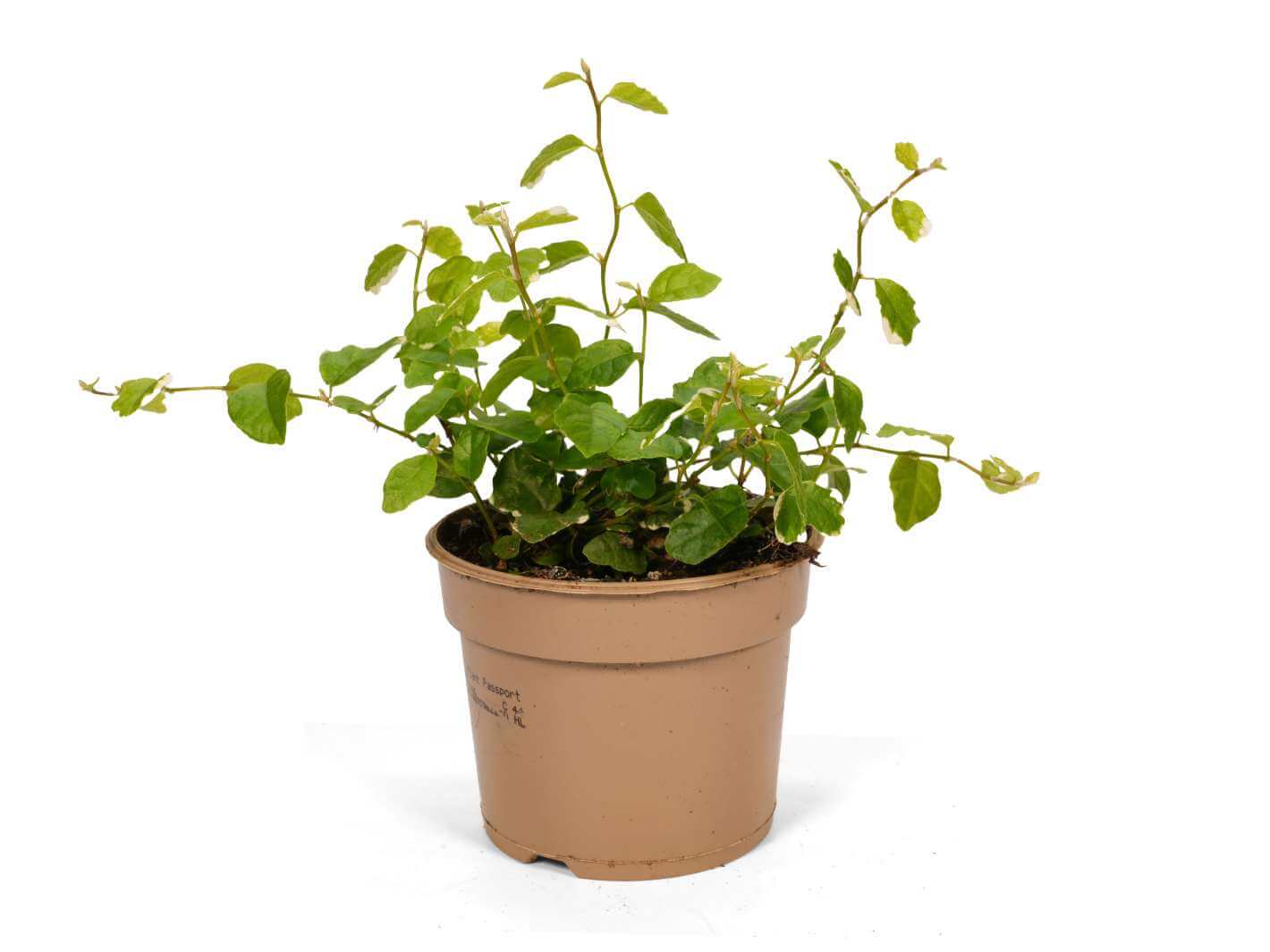 Ficus Pumila Sunny trailing and climbing