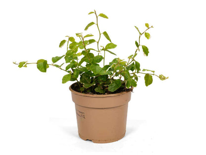 Ficus Pumila Sunny trailing and climbing