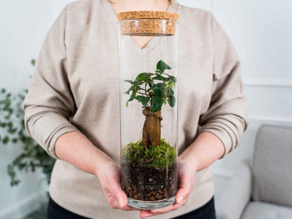 ficus_terrarium