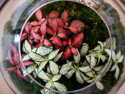 red and white fittonia