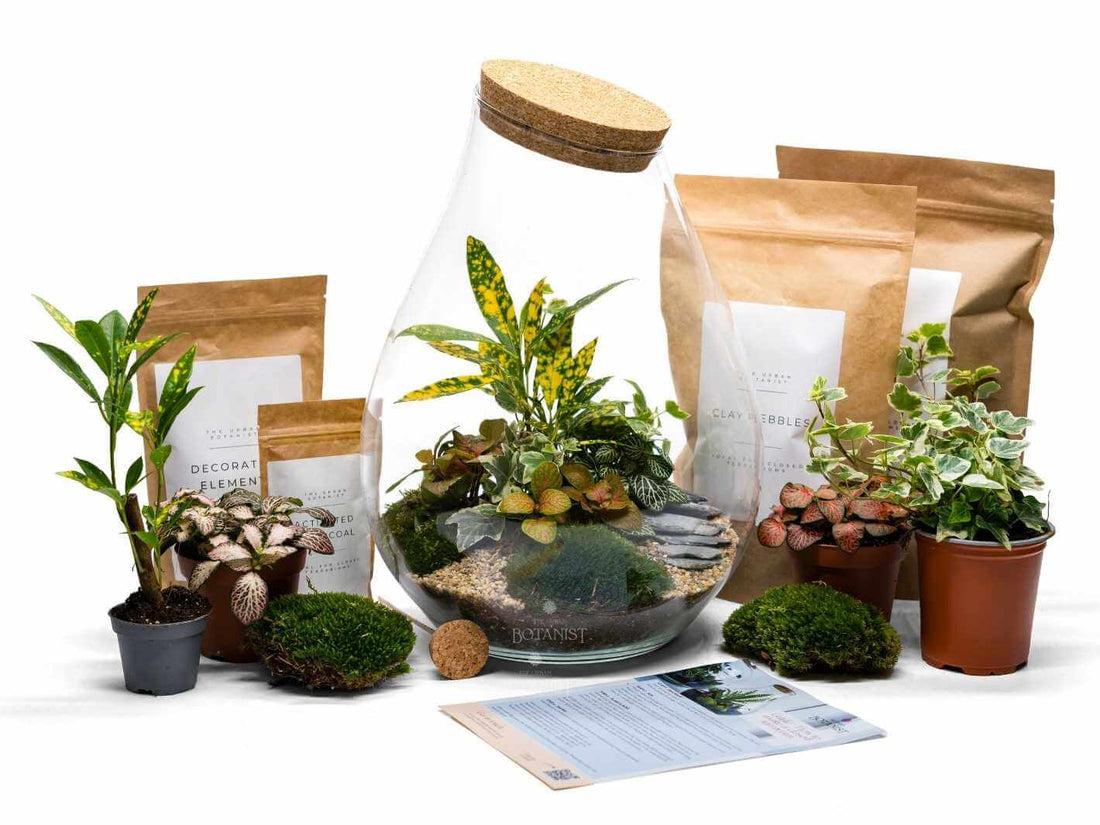 terrarium-kit-with-plants-and-glass