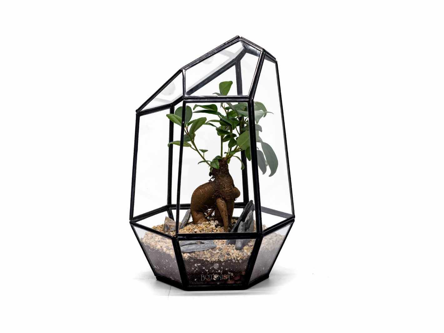 bonsai-in-terrarium-glass