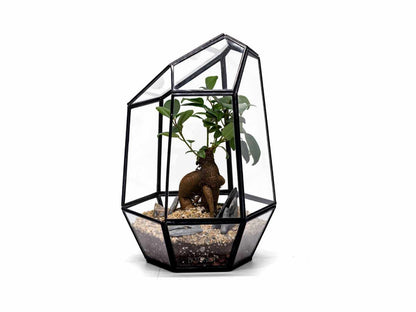 bonsai-in-terrarium-glass
