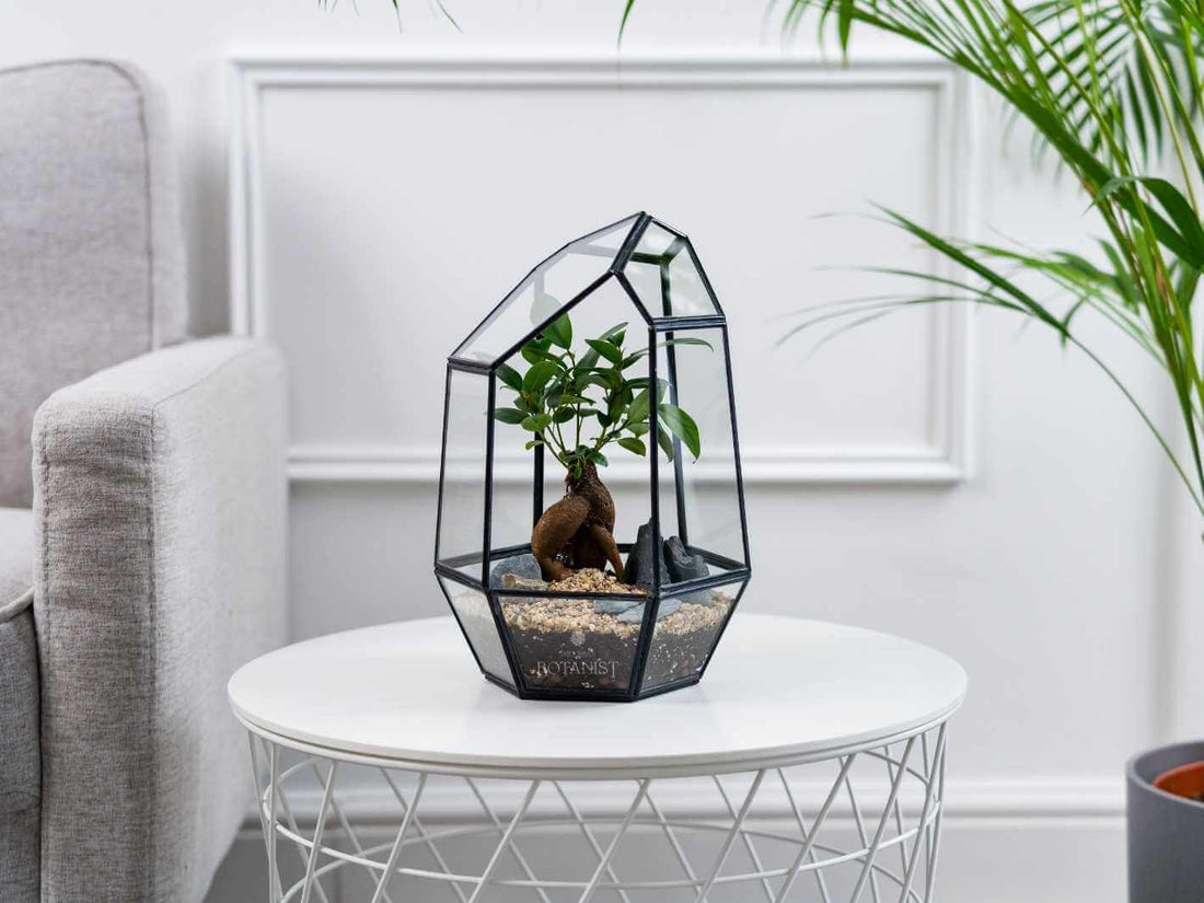 make-your-own-terrarium-kit-with-Bonsai