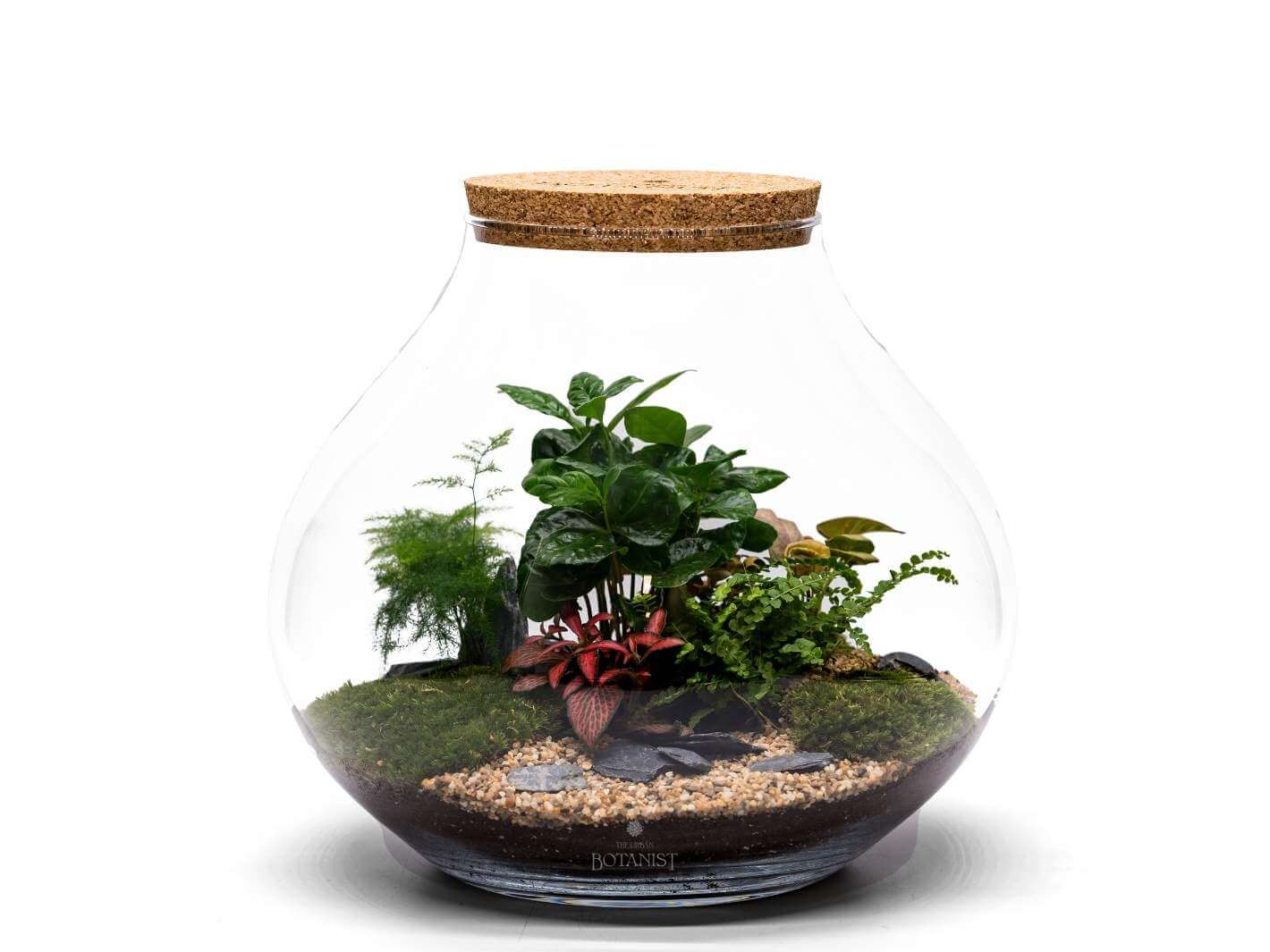 terrarium-plants-uk