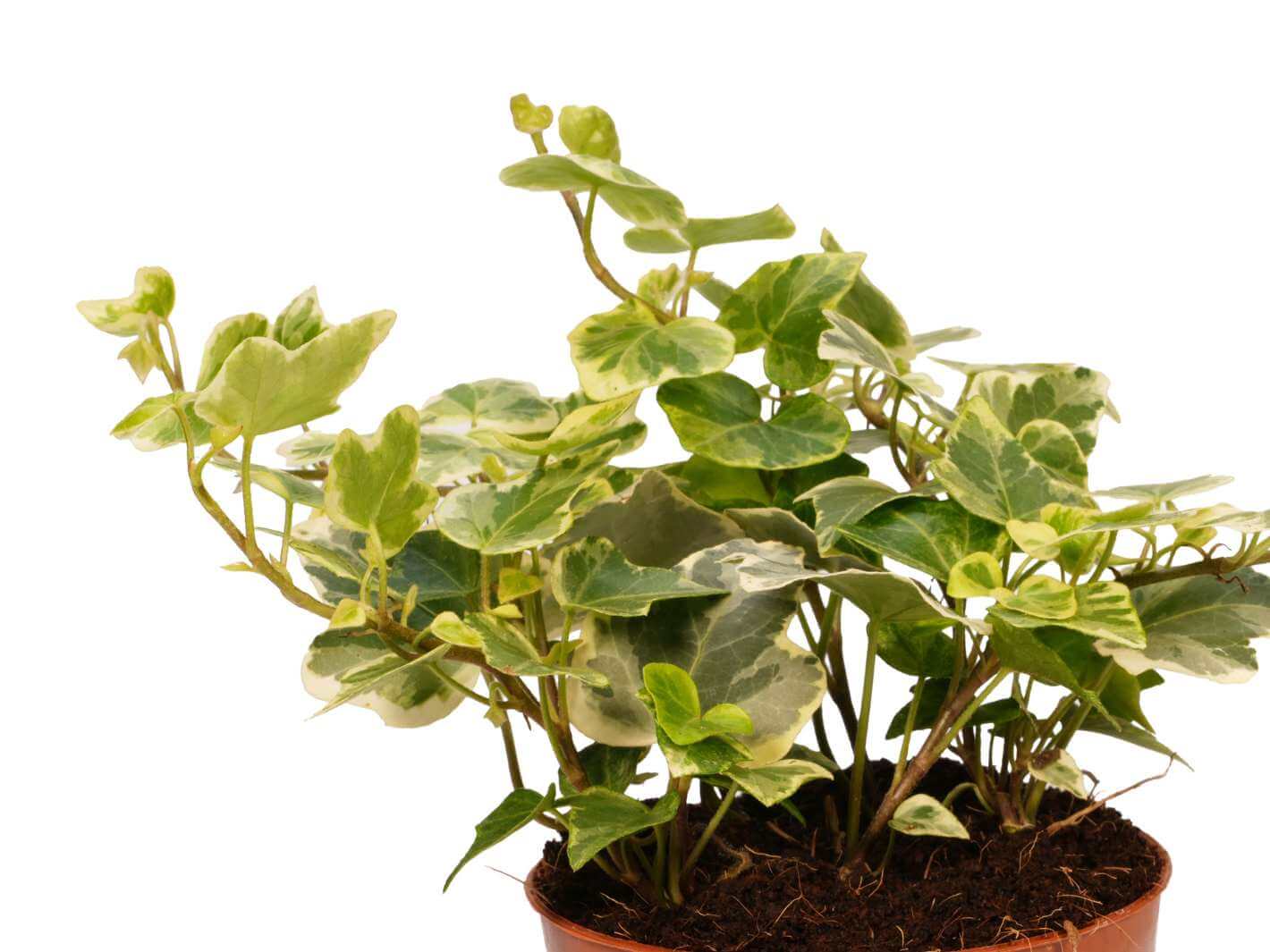 Close-up of English Ivy Hedera Helix trailing foliage