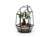 geometric-terrarium-kit-with-bonsai
