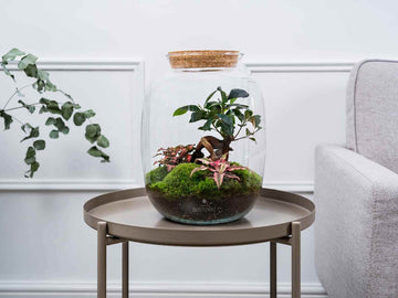 Closed Terrariums - Self Watering Sealed Glass Terrariums – The Urban ...