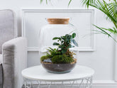 tropical-terrarium-kit