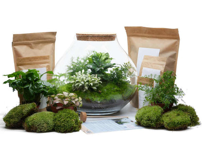 plant terrarium kits Closed Terrarium DIY Kit with Live Plants