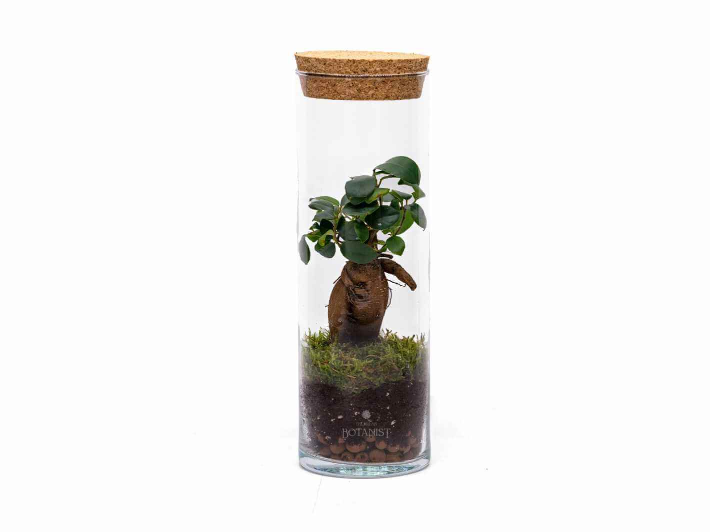 light-up-bonsai-terrarium