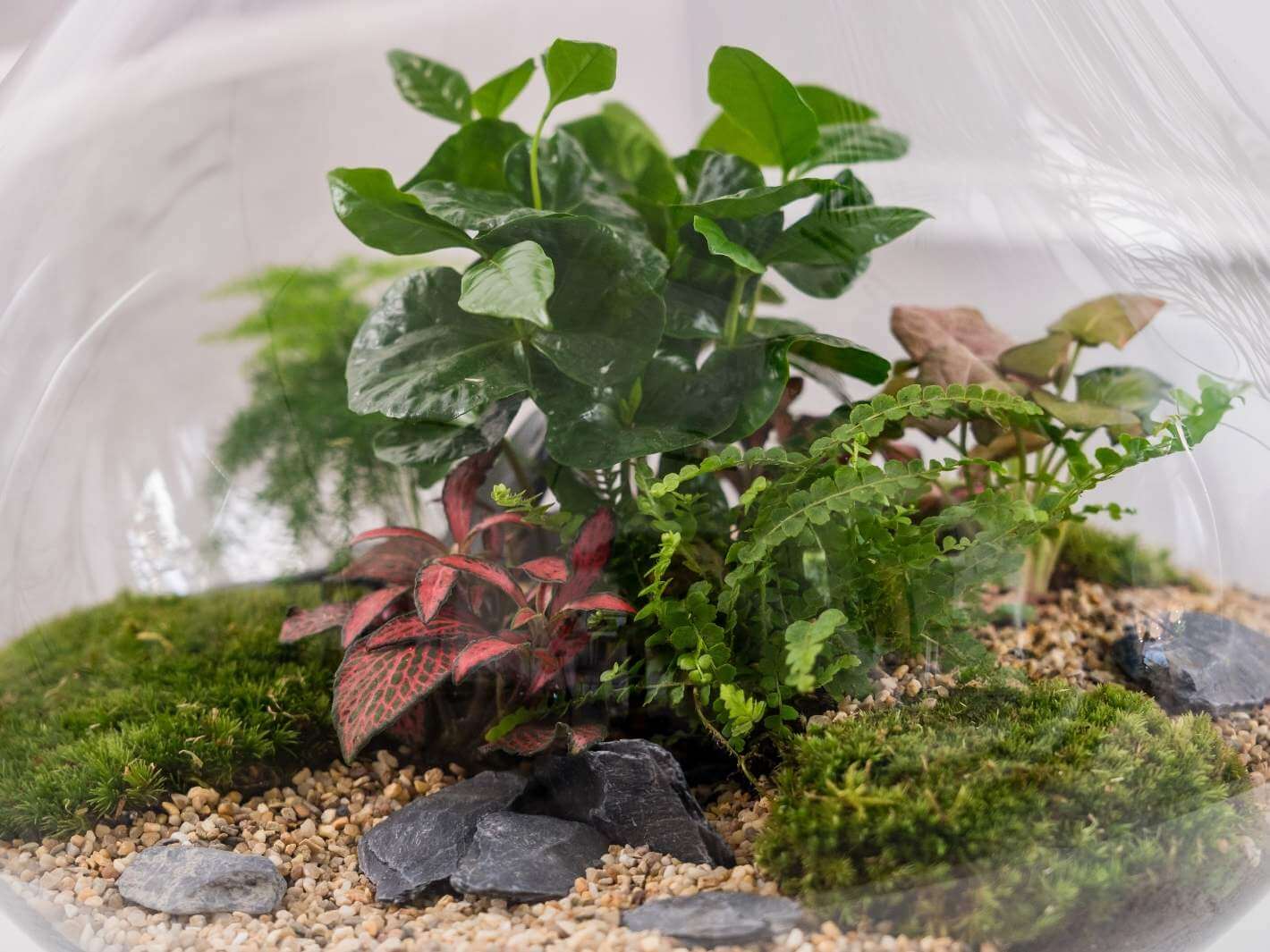 tropical-plants-for-terrarium