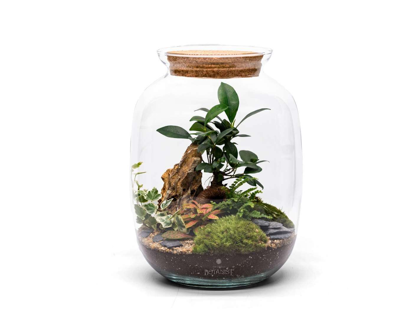 Bonsai-plant-terrarium