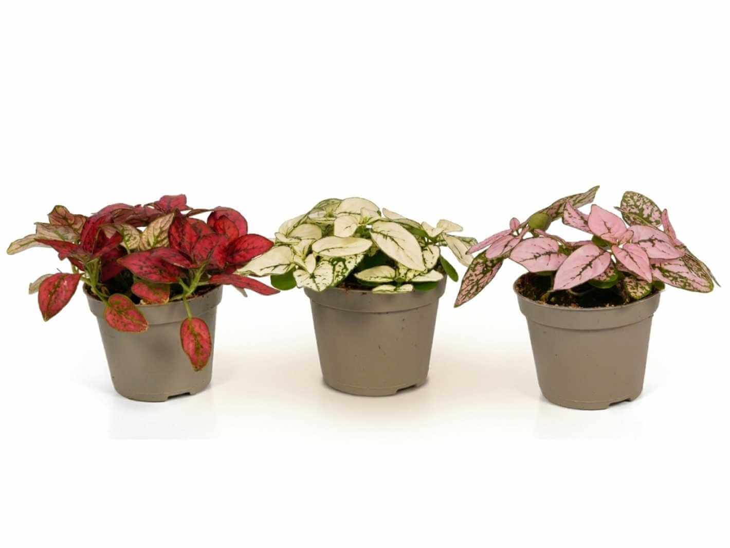 Hypoestes Phyllostachya Polka Dot Plant as a colourful houseplant indoors