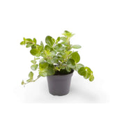 Trailing Peperomia rotundifolia houseplant with small round leaves
