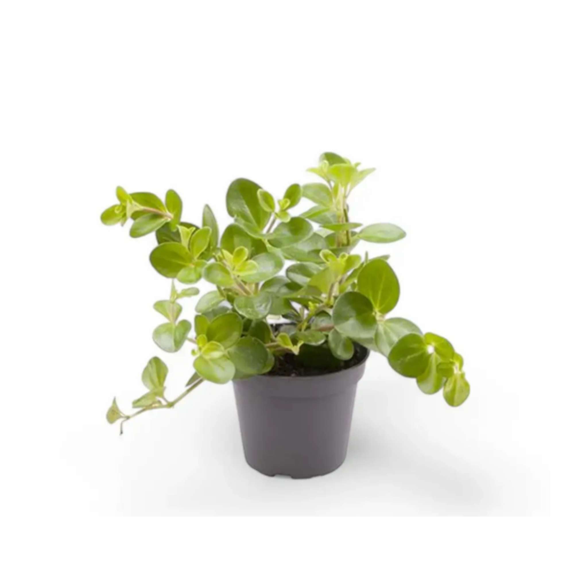 Trailing Peperomia rotundifolia houseplant with small round leaves
