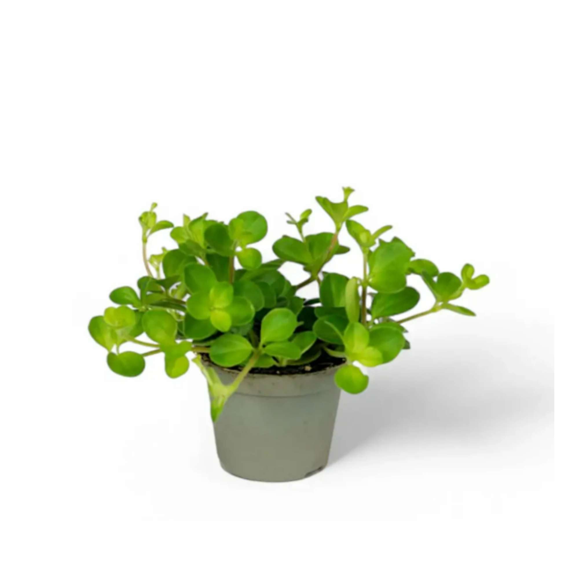 Peperomia rotundifolia in a 5.5 cm pot, ideal for closed terrariums