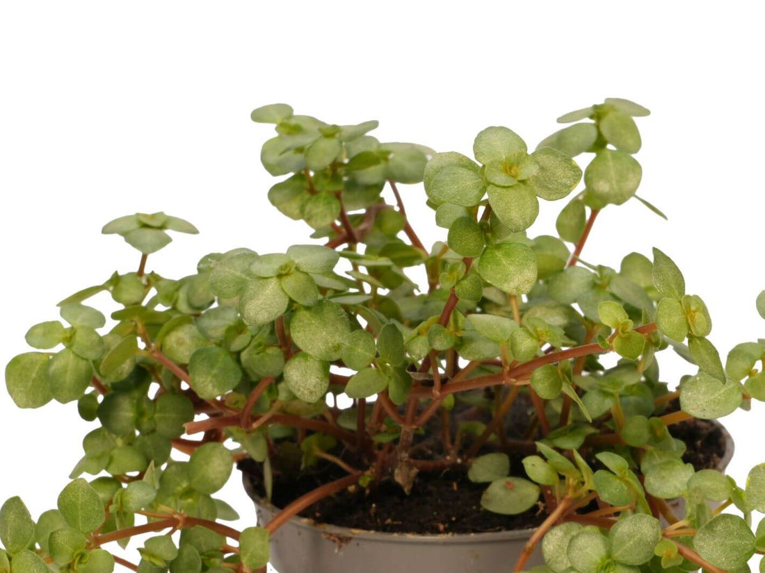 Close-up of Pilea Glaucophylla Greyzy silver and green textured foliag