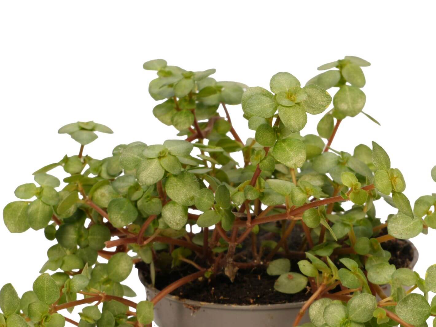 Close-up of Pilea Glaucophylla Greyzy silver and green textured foliag