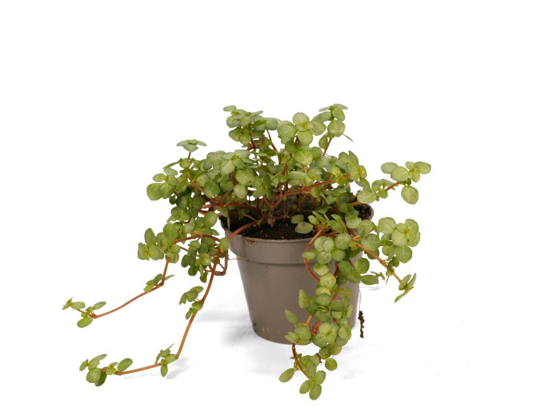 Pilea Glaucophylla Greyzy with silvery green trailing leaves