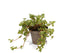 Pilea Glaucophylla Greyzy with silvery green trailing leaves